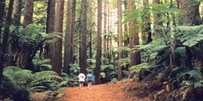 400x200 Rotorua redwoods